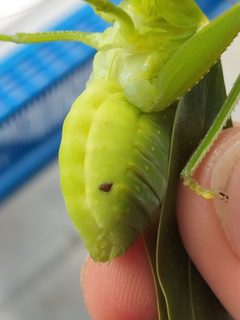 Myrmecolacidae by (с) Matthew Borella, некоторые права защищены (CC BY), загрузил Matthew Borella. Used under a CC-BY license.