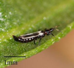 Aeolothrips kuwanaii by no rights reserved, uploaded by Jesse Rorabaugh. Used under a CC0 license.