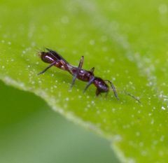 Franklinothrips by (c) portioid, some rights reserved (CC BY), uploaded by portioid. Used under a CC-BY license.