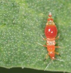 Franklinothrips by no rights reserved, uploaded by Jesse Rorabaugh. Used under a CC0 license.