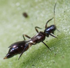 Franklinothrips by no rights reserved, uploaded by Jesse Rorabaugh. Used under a CC0 license.