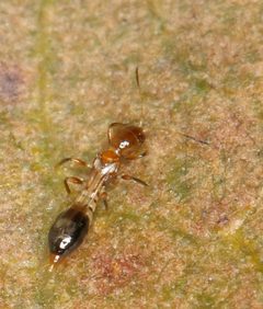 Franklinothrips by (c) Alan Manson, some rights reserved (CC BY), uploaded by Alan Manson. Used under a CC-BY license.