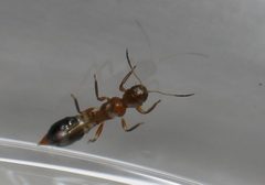 Franklinothrips by (c) Alan Manson, some rights reserved (CC BY), uploaded by Alan Manson. Used under a CC-BY license.