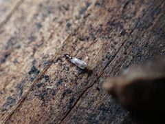 Orothrips yosemitii by (c) Jared Shorma, some rights reserved (CC BY), uploaded by Jared Shorma. Used under a CC-BY license.