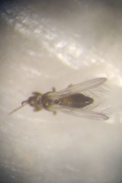 Melanthripidae by (c) Julien Tchilinguirian, some rights reserved (CC BY), uploaded by Julien Tchilinguirian. Used under a CC-BY license.