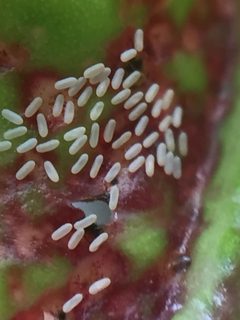 Gynaikothrips ficorum by (c) Stephen Thorpe, some rights reserved (CC BY), uploaded by Stephen Thorpe. Used under a CC-BY license.