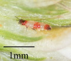 Haplothrips by no rights reserved, uploaded by Jesse Rorabaugh. Used under a CC0 license.