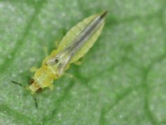 Scirtothrips dorsalis by no rights reserved, uploaded by 余世文. Used under a CC0 license.