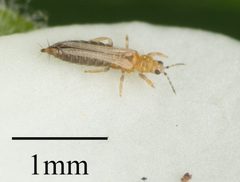 Frankliniella occidentalis by no rights reserved, uploaded by Jesse Rorabaugh. Used under a CC0 license.