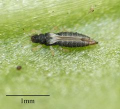 Heliothrips haemorrhoidalis by no rights reserved, uploaded by Jesse Rorabaugh. Used under a CC0 license.