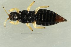 Heliothrips haemorrhoidalis by (c) Mike Bowie, some rights reserved (CC BY), uploaded by Mike Bowie. Used under a CC-BY license.