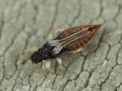 Heliothrips haemorrhoidalis by (c) Mario Bassini, some rights reserved (CC BY), uploaded by Mario Bassini. Used under a CC-BY license.