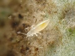 Heliothrips haemorrhoidalis by (c) Grey Smith, some rights reserved (CC BY), uploaded by Grey Smith. Used under a CC-BY license.