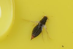 Heliothrips haemorrhoidalis by (c) Jon Sullivan, some rights reserved (CC BY), uploaded by Jon Sullivan. Used under a CC-BY license.