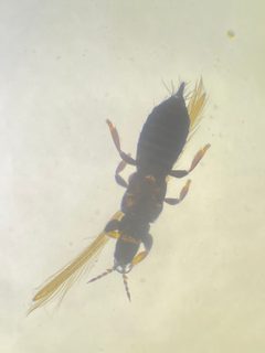 Limothrips denticornis by (c) Sean Hartnett, some rights reserved (CC BY), uploaded by Sean Hartnett. Used under a CC-BY license.