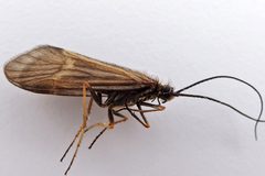 Apataniidae by (c) Bill Keim, some rights reserved (CC BY). Used under a CC-BY license.