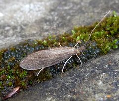 Brachycentridae by (c) gailhampshire, some rights reserved (CC BY). Used under a CC-BY license.