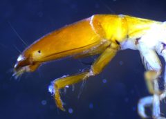 Austrotinodes texensis by (c) Joseph Aubert, some rights reserved (CC BY), uploaded by Joseph Aubert. Used under a CC-BY license.