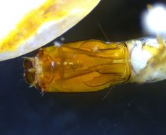 Austrotinodes texensis by (c) Joseph Aubert, some rights reserved (CC BY), uploaded by Joseph Aubert. Used under a CC-BY license.