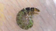 Hydropsyche bronta by no rights reserved, uploaded by nmacelko2. Used under a CC0 license.