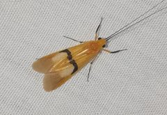 Macrostemum by (c) Cheryl Stinchcomb, some rights reserved (CC BY), uploaded by Cheryl Stinchcomb. Used under a CC-BY license.