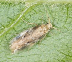 Hydroptilidae by no rights reserved, uploaded by Jesse Rorabaugh. Used under a CC0 license.