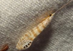 Nectopsyche exquisita by (c) Jessica Lawrence, Eurofins Agroscience Services, Bugwood.org, some rights reserved (CC BY). Used under a CC-BY license.
