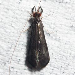 Mystacides sepulchralis by (c) Ken-ichi Ueda, some rights reserved (CC BY), uploaded by Ken-ichi Ueda. Used under a CC-BY license.