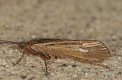 Limnephilus spinatus by (c) Elliott Gordon, some rights reserved (CC BY), uploaded by Elliott Gordon. Used under a CC-BY license.