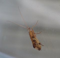 Limnephilus concolor by no rights reserved, uploaded by Andreas Manz. Used under a CC0 license.