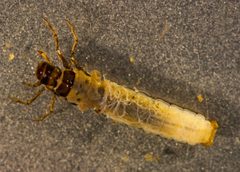 Limnephilus externus by no rights reserved, uploaded by Todd Folsom. Used under a CC0 license.