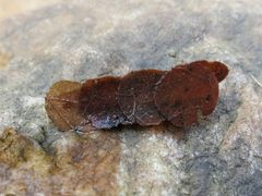 Pycnopsyche gentilis by (c) Evan M. Raskin, some rights reserved (CC BY), uploaded by Evan M. Raskin. Used under a CC-BY license.