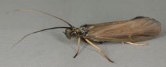 Sericostomatidae by (c) Janet Graham, some rights reserved (CC BY). Used under a CC-BY license.