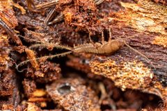 Lepidotrichidae by (c) Michael Eisen, some rights reserved (CC BY), uploaded by Michael Eisen. Used under a CC-BY license.