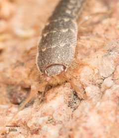 Lepismatidae by no rights reserved, uploaded by Jesse Rorabaugh. Used under a CC0 license.