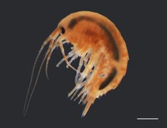 Gammarus seideli by (c) Dr. Andrew G. Cannizzaro, some rights reserved (CC BY), uploaded by Dr. Andrew G. Cannizzaro. Used under a CC-BY license.