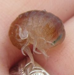 Hyperiidae by (c) alicia penney, some rights reserved (CC BY), uploaded by alicia penney. Used under a CC-BY license.