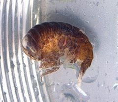 Hyperiidae by (c) Георгий Виноградов (Georgy Vinogradov), some rights reserved (CC BY), uploaded by Георгий Виноградов (Georgy Vinogradov). Used under a CC-BY license.