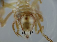 Phronima by (c) Steve Kerr, some rights reserved (CC BY), uploaded by Steve Kerr. Used under a CC-BY license.