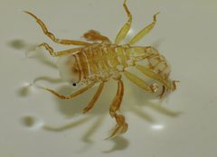 Phronima by (c) Steve Kerr, some rights reserved (CC BY), uploaded by Steve Kerr. Used under a CC-BY license.