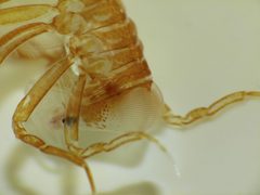 Phronima by (c) Steve Kerr, some rights reserved (CC BY), uploaded by Steve Kerr. Used under a CC-BY license.