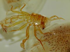 Phronima by (c) Steve Kerr, some rights reserved (CC BY), uploaded by Steve Kerr. Used under a CC-BY license.