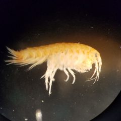 Gammarus mucronatus by (c) Dr. Andrew G. Cannizzaro, some rights reserved (CC BY), uploaded by Dr. Andrew G. Cannizzaro. Used under a CC-BY license.