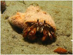 Pagurus by (c) dphershman, some rights reserved (CC BY). Used under a CC-BY license.