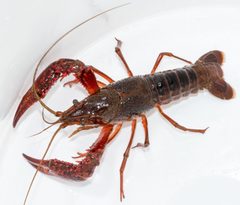 Procambarus clarkii by (c) Don Loarie, some rights reserved (CC BY), uploaded by Don Loarie. Used under a CC-BY license.