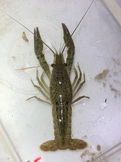 Procambarus clarkii by (c) Mila Turov, some rights reserved (CC BY), uploaded by Mila Turov. Used under a CC-BY license.