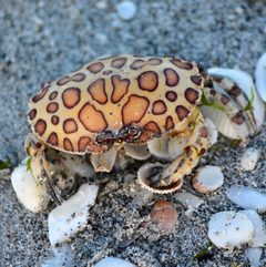 Hepatus epheliticus by (c) Jean-Lou Justine, some rights reserved (CC BY), uploaded by Jean-Lou Justine. Used under a CC-BY license.
