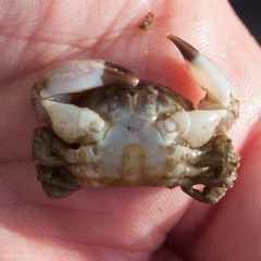 Lophopanopeus bellus by (c) Ken-ichi Ueda, some rights reserved (CC BY), uploaded by Ken-ichi Ueda. Used under a CC-BY license.