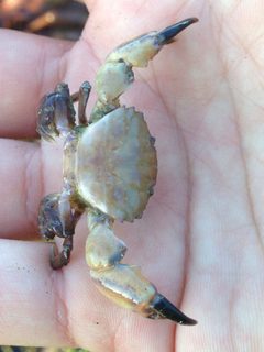 Lophopanopeus bellus by (c) Ken-ichi Ueda, some rights reserved (CC BY), uploaded by Ken-ichi Ueda. Used under a CC-BY license.