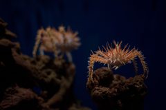 Paralithodes rathbuni by (c) oliver.dodd, some rights reserved (CC BY). Used under a CC-BY license.